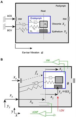 A mathematical model for mechanical activation and compound action potential generation by the utricle in response to sound and vibration